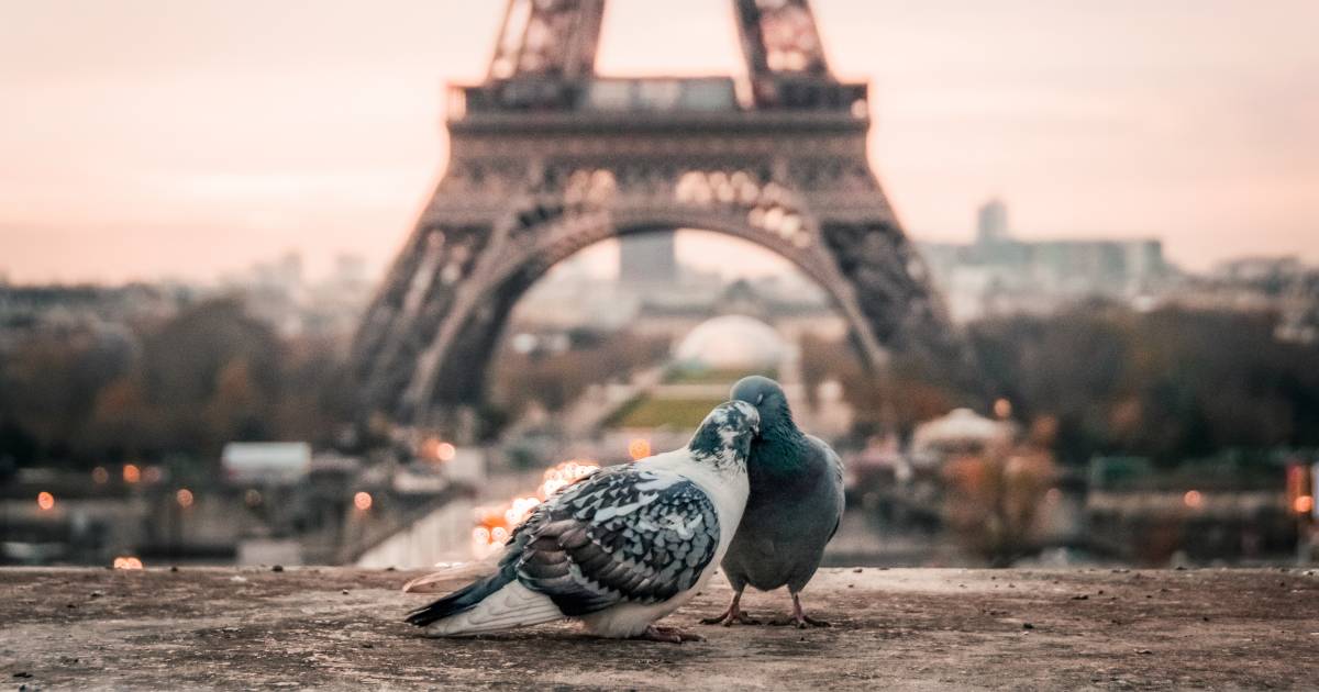 Retour à Paris : des pigeons partout