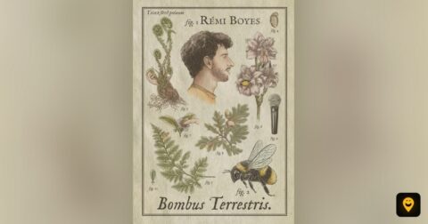 Affiche du spectacle de Rémi Boyes, Bombus Terrestris, au Point Virgule